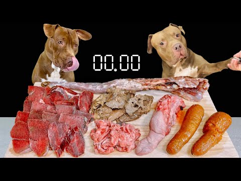【犬の咀嚼音】今日もお肉や骨をバクバク食べるピットブル(YouTube)