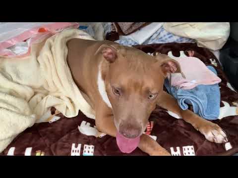 ソフィちゃん手術頑張って来ます！(YouTube)
