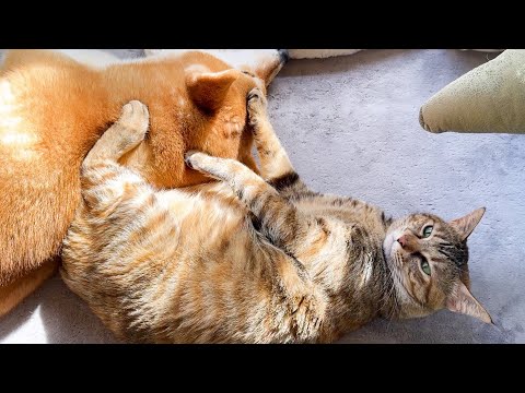 【柴犬は優しい猫のママ】足を乗せたり、お手手にすり寄ったり甘え方もさまざまな猫たち(YouTube)
