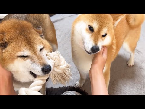 【大興奮】久しぶりのお姉ちゃん帰宅に柴犬たちの喜びが爆発！！！(YouTube)