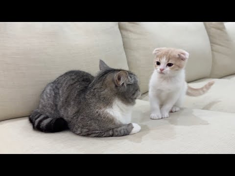 体調不良の兄が心配で一晩中離れない子猫が優しすぎました…(YouTube)