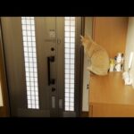 息子のお見送りにギリ間に合わなかった猫が切ない(YouTube)