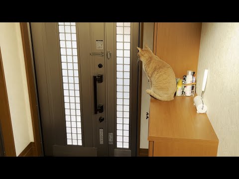 息子のお見送りにギリ間に合わなかった猫が切ない(YouTube)