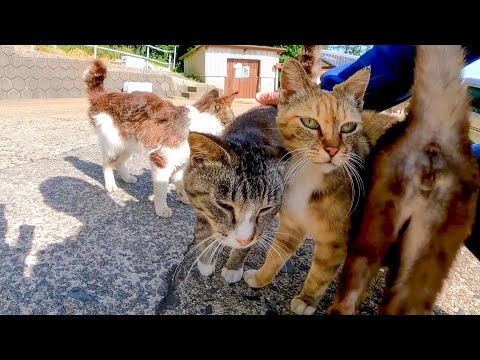 フェリー乗り場に向かうと港付近の猫たちが駆け寄ってきた(YouTube)