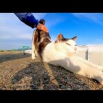 腰トントンされて思わず声を出す野良猫がカワイイ(YouTube)