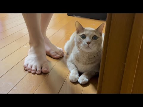 息子とゆっくり鬼ごっこをする猫(YouTube)