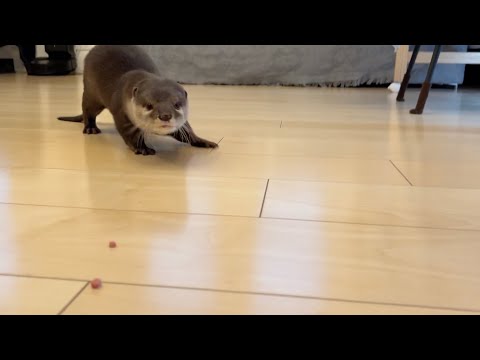 ヘンゼルとグレーテルのようにジャーキーを並べてみたらカワウソはこうなった 笑 I laid out the jerky and this is what an otter looks like lol(YouTube)