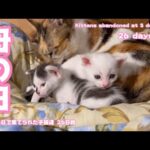 生後3日で棄てられた子猫達 26日齢 母の日 Kittens abandoned at 3 days old 26 days old(YouTube)