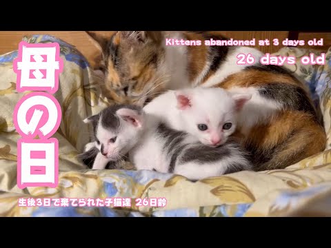 生後3日で棄てられた子猫達 26日齢 母の日 Kittens abandoned at 3 days old 26 days old(YouTube)