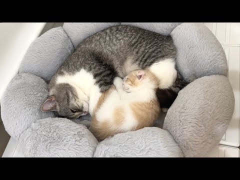初めて兄と同じベッドで寝ることを許してもらえた子猫がついにこうなってました…(YouTube)