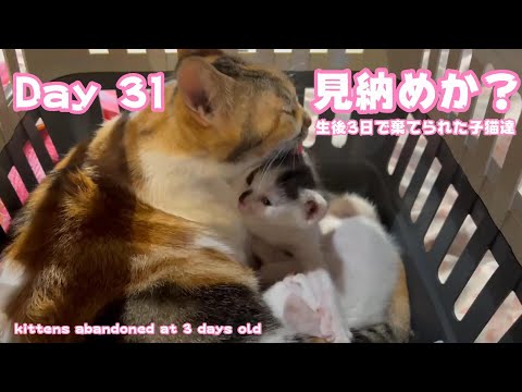 生後3日で棄てられた子猫達 day31 そろそろ見納めかな？ kittens abandoned at 3 days(YouTube)