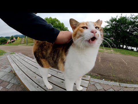 人懐っこい三毛猫がカワイイ鳴き声で話しかけてきた(YouTube)
