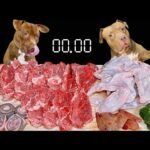 【犬の ASMR】高級肉を一瞬で食べ尽くすピットブルの咀嚼音(YouTube)