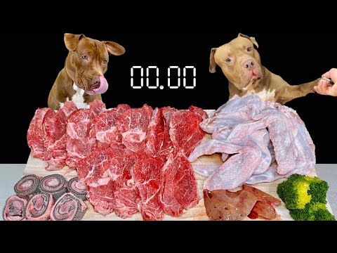 【犬の ASMR】高級肉を一瞬で食べ尽くすピットブルの咀嚼音(YouTube)