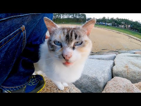 防波堤の猫ちゃん、砂浜まで付いてきてカワイイ(YouTube)