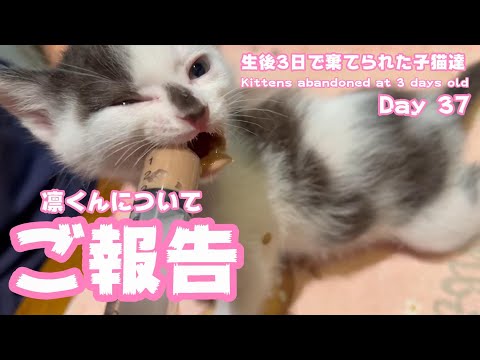 ご報告 凛くんについて 生後3日で棄てられた子猫達 Kittens abandoned at 3 days old Day37(YouTube)