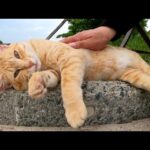 キレイな景色が見える橋の上でカワイイ猫達がお出迎えしてくれた(YouTube)