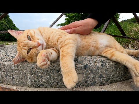 キレイな景色が見える橋の上でカワイイ猫達がお出迎えしてくれた(YouTube)