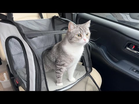 到着したのが動物病院だと気づいた瞬間に猫がこうなっちゃいました…(YouTube)