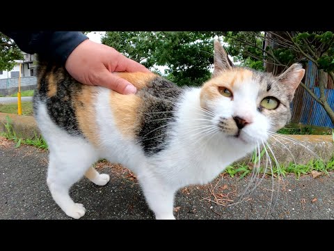 「モフってくれ！」とスリ寄ってくる甘えん坊の三毛猫ちゃん(YouTube)