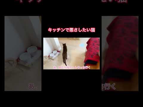 キッチンで悪さしたい猫さん #shorts(YouTube)