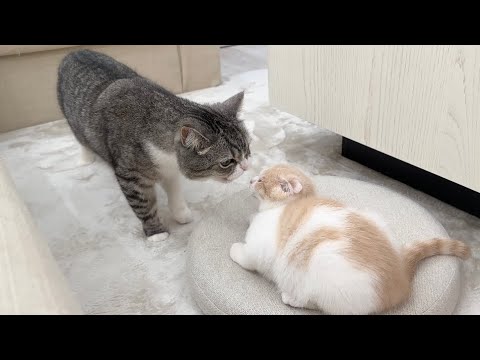 病院の匂いをつけて帰ってきた子猫と再会したらとんでもない事件が起こりました…(YouTube)