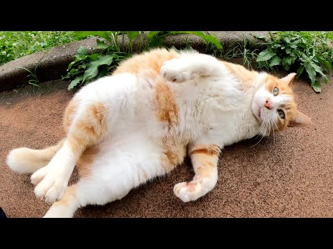 茶シロ猫が大きなお腹を見せて「ボクだけを見て！」と訴えてきた(YouTube)