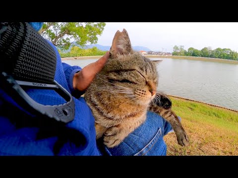 池の畔の芝生に座ると猫がモフられにやってきた(YouTube)