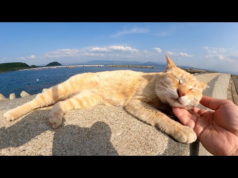 美しい海を眺めながらくつろぐ茶トラ猫ちゃんをナデナデする(YouTube)