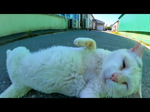 工場の裏で見掛けた頭に変な模様のある白猫(YouTube)