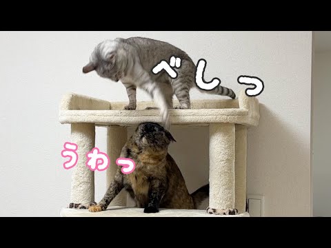 マロとモモが遊ぶとこうなります…ｗ(YouTube)