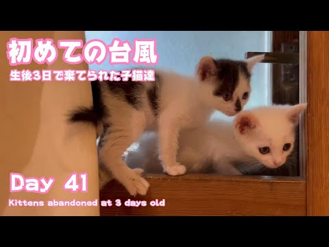 初めての台風 生後3日で棄てられた子猫達 Kittens abandoned at 3 days old Day 41(YouTube)