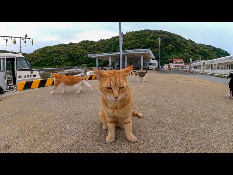 漁港の猫「今日は大漁だニャン」(YouTube)