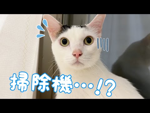 掃除機疑惑が出るだけでこの反応です…(YouTube)