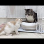 兄が自分のトイレでうんちしてたときの子猫の反応がかわいすぎたw(YouTube)