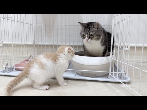 兄が自分のトイレでうんちしてたときの子猫の反応がかわいすぎたw(YouTube)