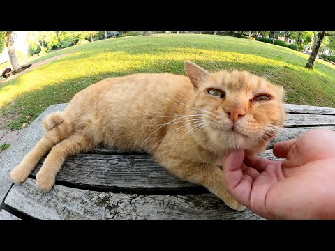 ベンチに座る茶トラ猫をモフったら無防備な体勢になってくつろいだ(YouTube)