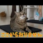 マットから出たらダメゲームを開始する猫がかわいい！(YouTube)