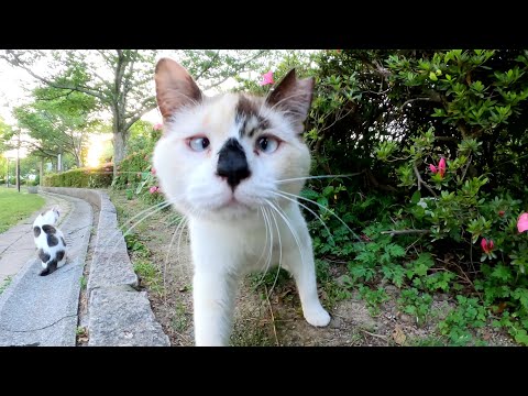夕方になると群れをなして公園に遊びにくる仲良し猫軍団(YouTube)
