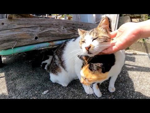 リアカーに乗っていた三毛猫ちゃん、近くに行くとモフられに降りてきた(YouTube)