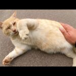 クリーム猫のぽっこりお腹をナデナデすると心地良さそうにくつろいだ(YouTube)