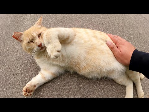 クリーム猫のぽっこりお腹をナデナデすると心地良さそうにくつろいだ(YouTube)