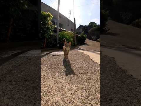 子猫カワイイ#猫島 #野良猫 #自由猫 #外猫 #Cat #猫  #ぬこ #子猫 #kitten #catisland #shorts(YouTube)