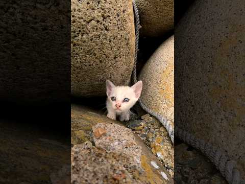 子猫の白猫も現れた#猫島 #野良猫 #自由猫 #外猫 #Cat #猫  #ぬこ #子猫 #kitten #catisland #shorts 　(YouTube)