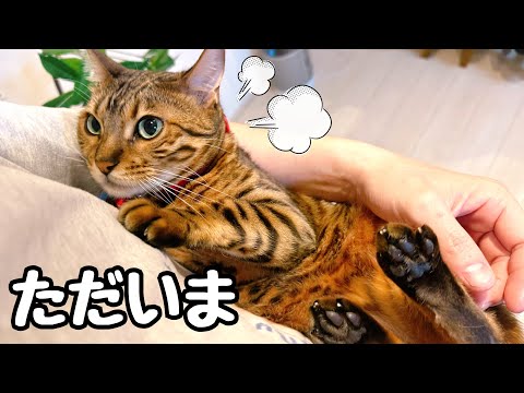 旅行から帰るとまず猫から可愛いお説教を頂きます(YouTube)