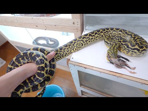 危険なアナコンダと餌やりしてたら腕ホールドされた(YouTube)