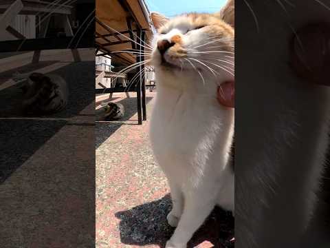 漁協のテーブル下で猫会議#猫島 #小呂島の猫 #小呂島 #島猫 #Cat #猫  #ぬこ #外猫 #kitten #catisland #shorts(YouTube)