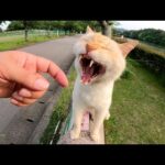 モニュメントの上に座っていた薄茶シロ猫をナデナデする(YouTube)