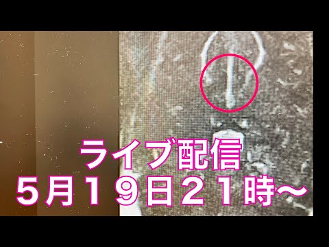 【ご心配かけてます】大吉のご報告とソフィが頚椎椎間板ヘルニアになってしまいました(YouTube)