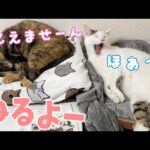 寝る時間にこの2匹を動かすのは大変です…！(YouTube)